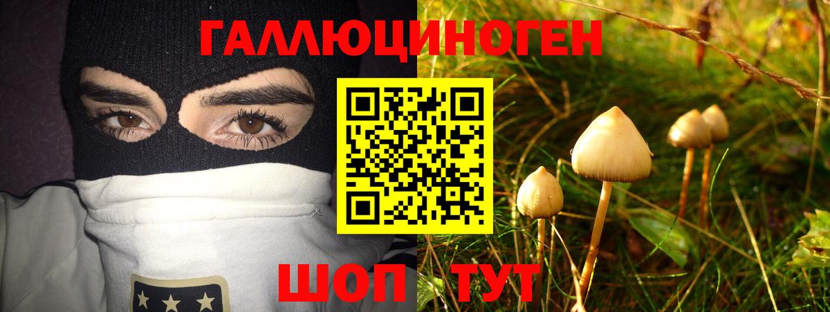 Галлюциногенные грибы Psilocybe Кондопога